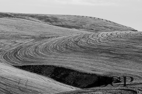 Wheat fields abstract